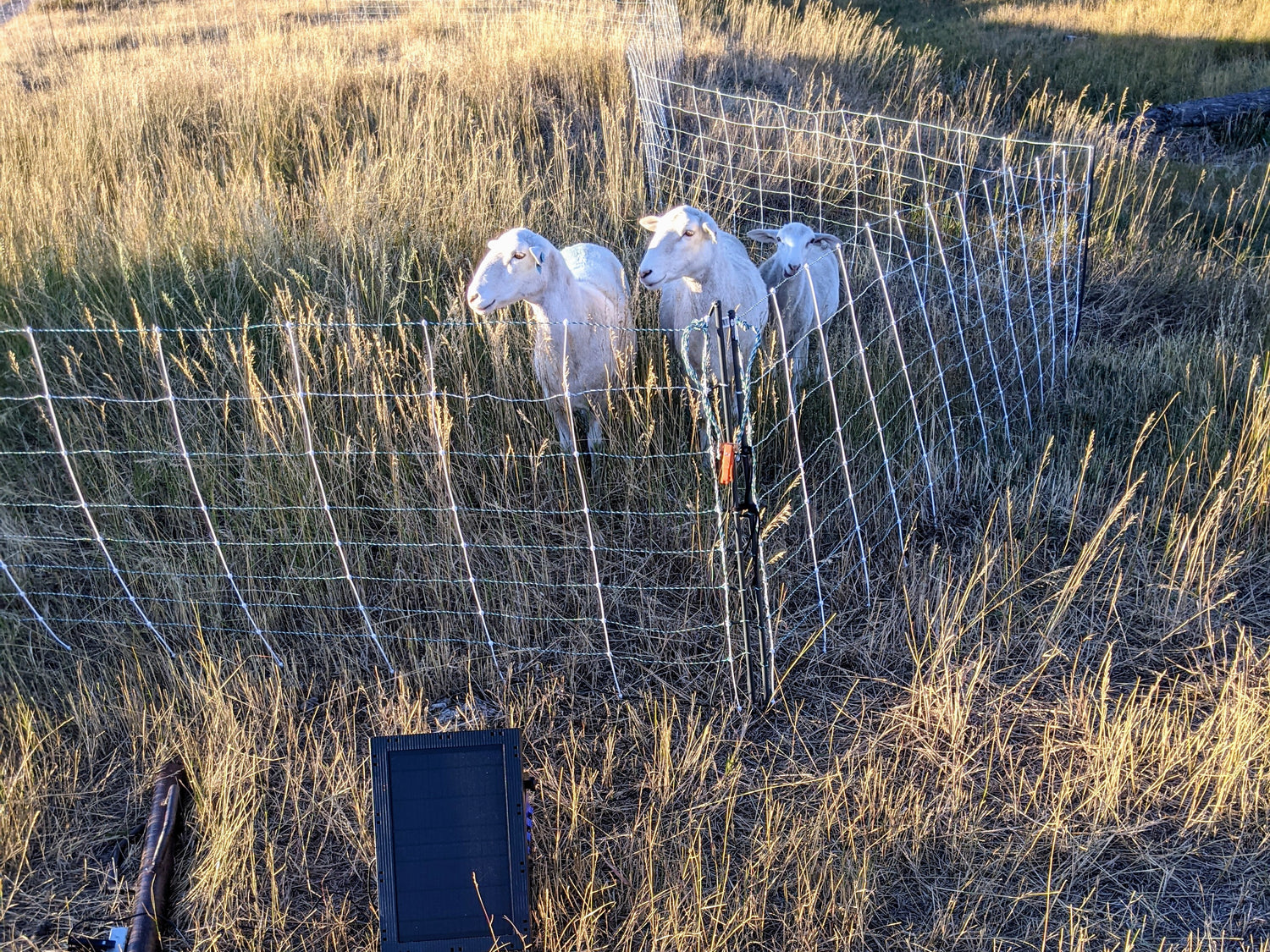 Grass Fed Montana Lamb Near Bozeman